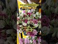 Explozie de Culoare: Cele mai Frumoase Flori de la Expoziție!