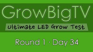 GrowBigTV Ultimate LED Test (Round 1) : Day 34