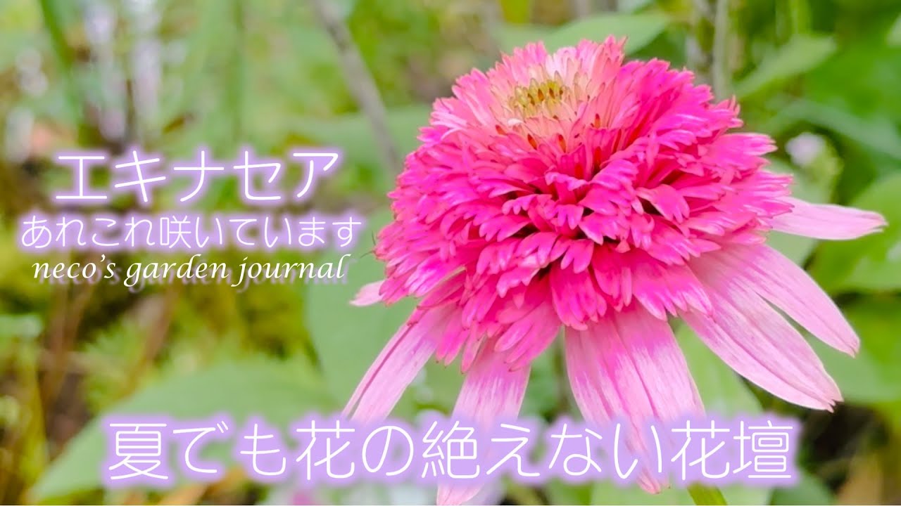 [7月ガーデニング]元気いっぱい✨我が家のエキナセア花壇/いいこともあったよ♪雨の日の庭仕事☔️/蝶々や蜂に好かれすぎる花🦋🐝