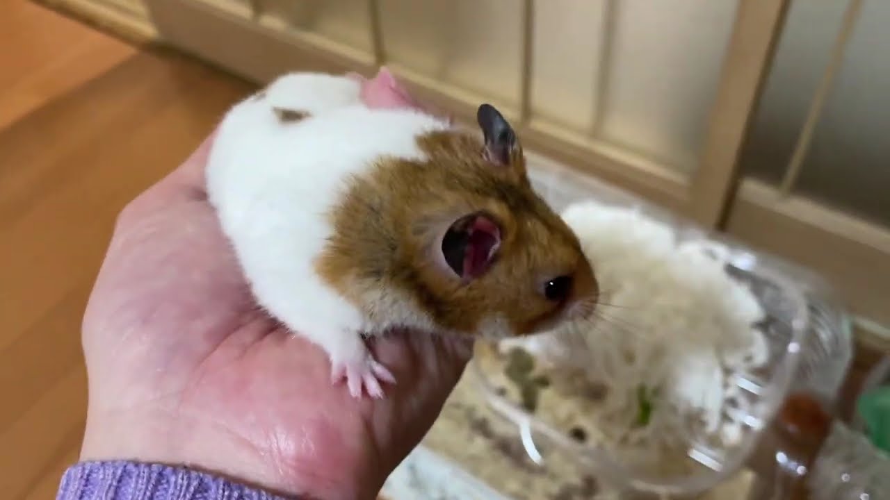 ありがとう大好きなハムちゃん。たくさんの癒しと思い出をありがとう 4