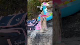 Um dia comigo tirando o meu colete e colocando o meu roupão de banho pós cachoeira #pet #pets