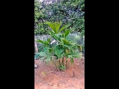 Vídeo: Què són les plantes d'Asplundia: una guia per a les varietats d'Asplundia