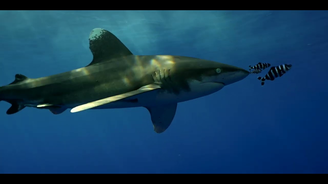 Egypt - Deep South -  2022 Full Film - St Johns Itinerary