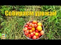 #267 Начали убирать мулардов. Поставили машину на учёт / Переезд на ЮГ