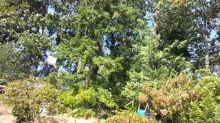 Wind Storm Summer 2015
