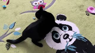 Luna Auf Fremdem Teppich