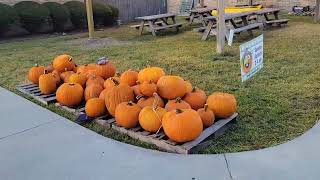 Texas - My 3rd craft show of 2024 and  Awesome Pumpkin  Patch 🎃