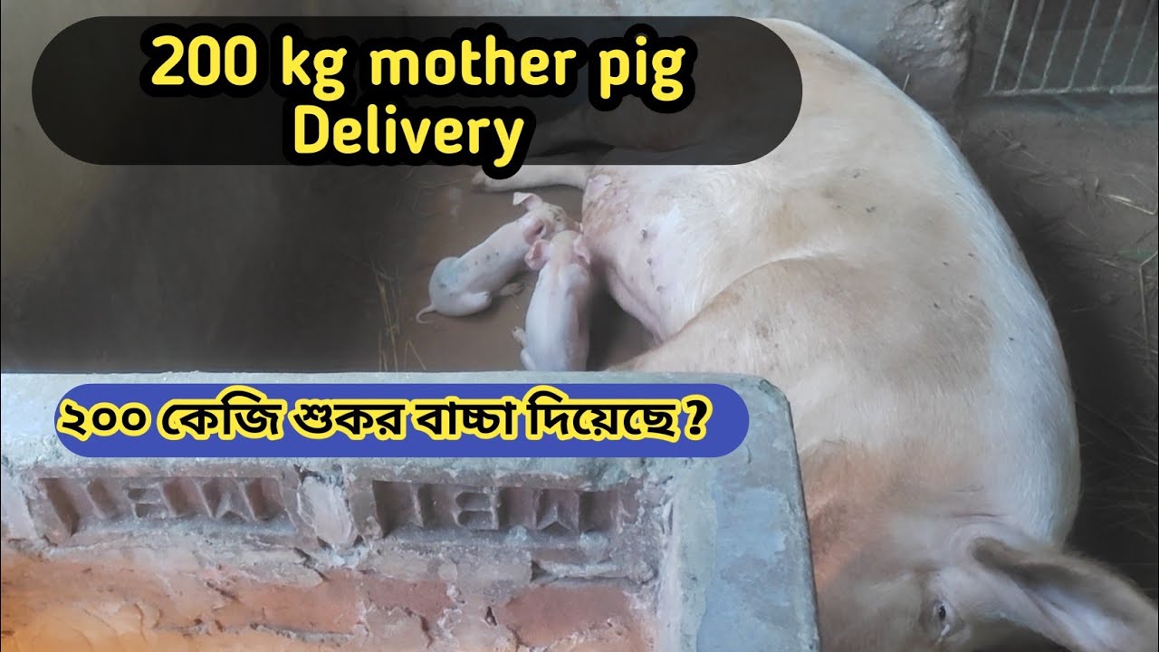 200 kg mother pig Delivery || piglet selling || Farming Business 