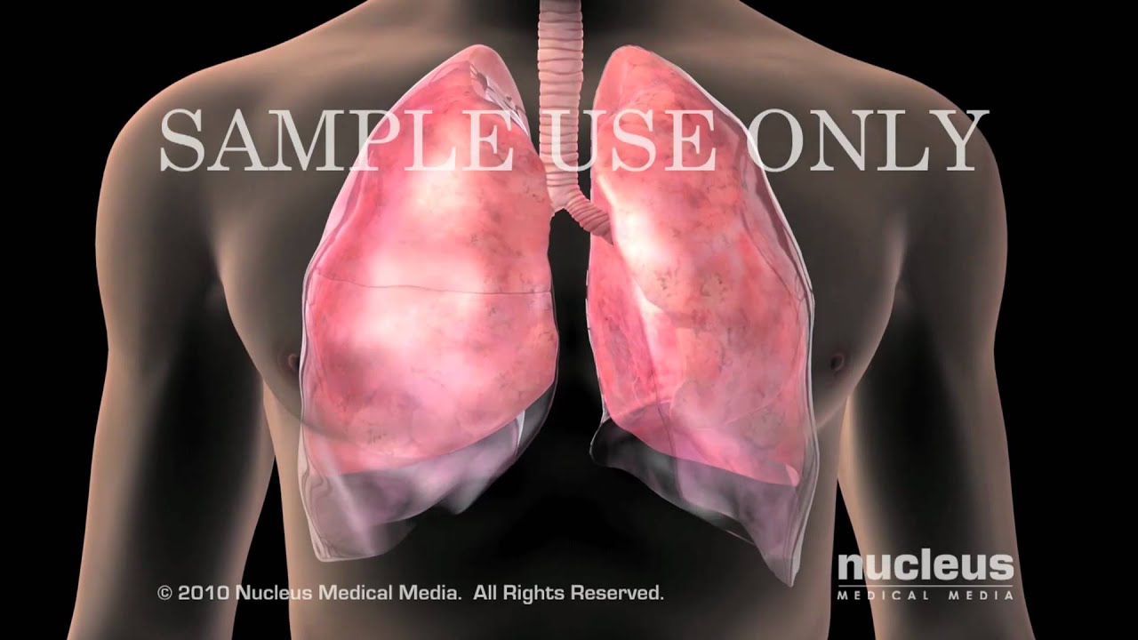 Lungs Anatomy Diagram