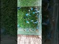 Japanese Blue pair RS 120
