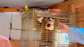 Fanches Ne Gonsla Banana Shoro Kardeya