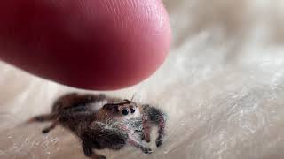 Impossible trust  Jumping Spider  coolest petting