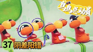 niao niao zong dong yuan di 37 ji yin cha yang cuo niao