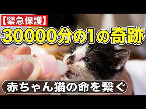 【赤ちゃん猫の緊急保護】赤ちゃん猫を救出！30000分の1の奇跡の出会い‐ネコネンキンTV‐