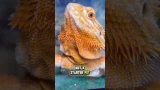 This Is Why Bearded Dragons Act So Strange 🐉 #petcare #facts #shorts