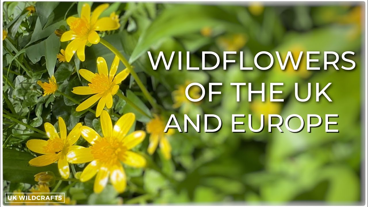 Wildflower Identification App Uk Best Flower Site