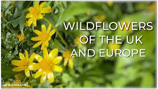 Wildflowers of the UK and Europe (Part 1)