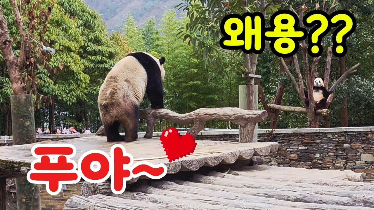 26.3.5 오후1 푸바오실시간 양울음소리로 푸야와 슈양의 꽁냥꽁냥 타임🤭우래기는 목소리도 꾀꼬리네😍슈양이~너-어~😆 #푸바오 #푸바오실시간 #푸바오근황