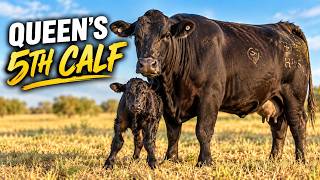 Watching My Brangus Cow Queen Give Birth to Her 5th Calf