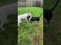 Bull terriers demanding fun&games! Subscribe for the fun🐾#dogsofyoutube #englishbullterrier #dogs