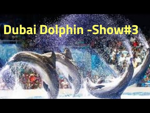 Dolphin Show || Act#3 @ Dubai Dolphinarium