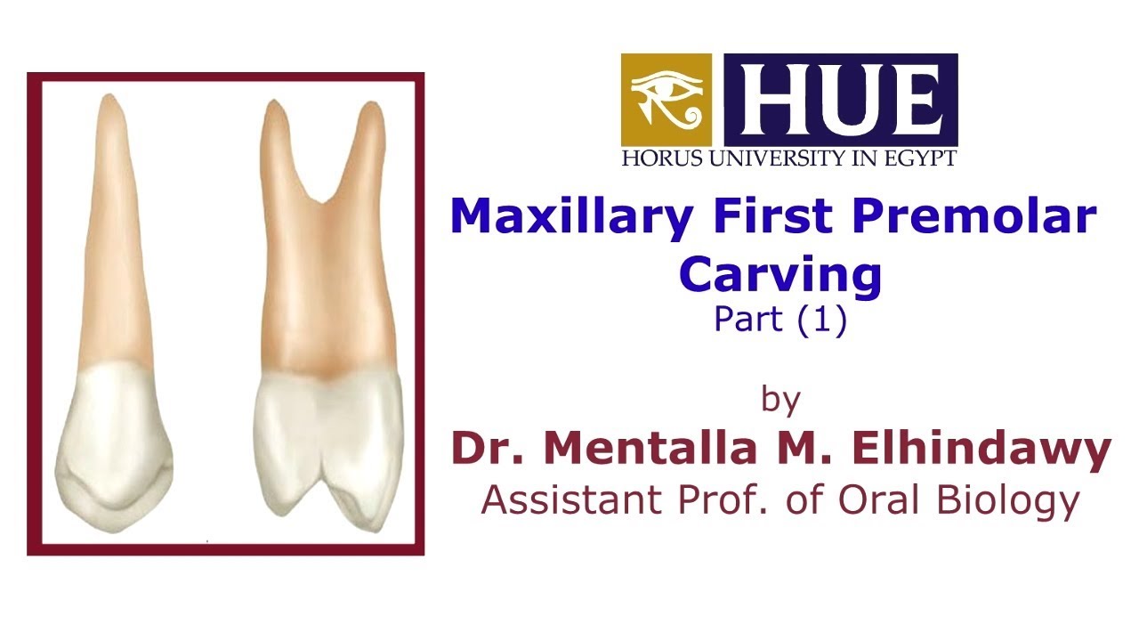 Maxillary First Premolar Carving (1) - Dr Menatalla Elhindawy - HUE