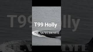 Biggs Orcas T99 Barakat &amp; Holly Tacoma Seattle Washington #orca #whale Transientorcas Pod by shore
