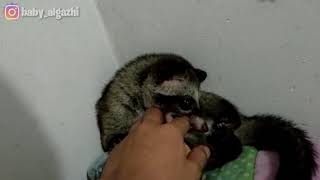 Musang Jinak Anakan Musang Jinak