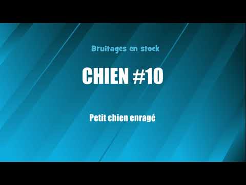 CHIEN #10 Petit chien enragé (bruitage gratuit)