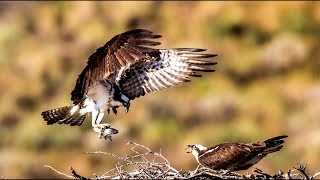 Nesting with Ospreys