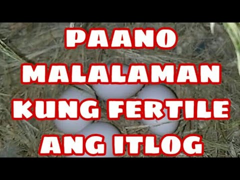 Video: Ang Pinakatandang Kilalang Ibon Ng Daigdig Ay Naglalagay Ng Isa Pang Itlog Sa 68