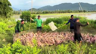Ducks migrate to find new land and shelter