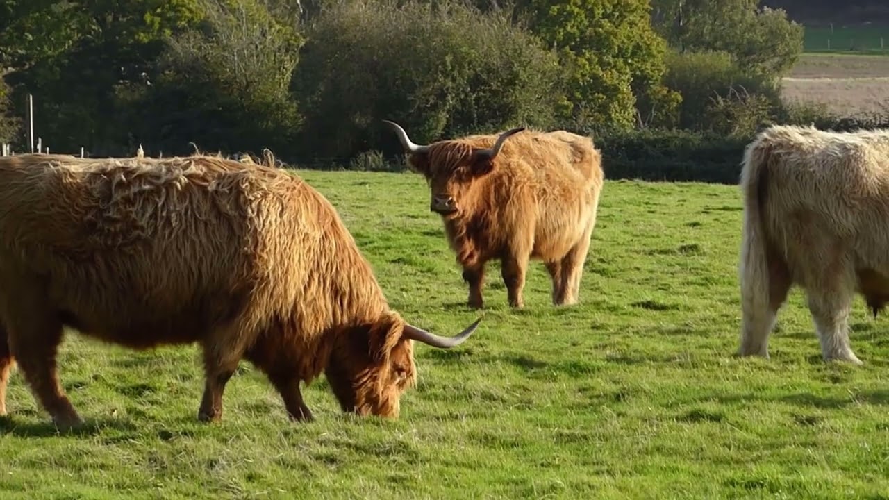 RSPB Pulborough Brooks
