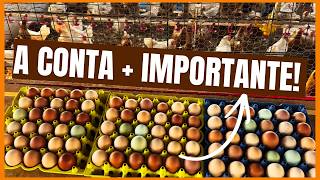 PRODUÇÃO de OVOS CAIPIRA: a CONTA mais IMPORTANTE que QUASE NINGUÉM FAZ