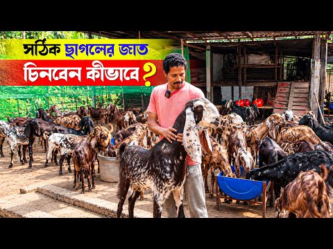 সফল ছাগল পালনের সঠিক জাত নির্বাচন কীভাবে করবেন | Goat Farming | Chagol Palon