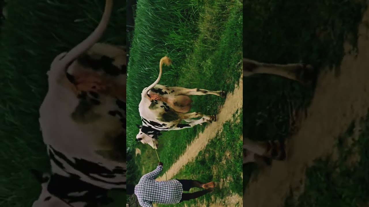 Healthy Indian Cow Running | High Milk Yield 40 Liters Daily