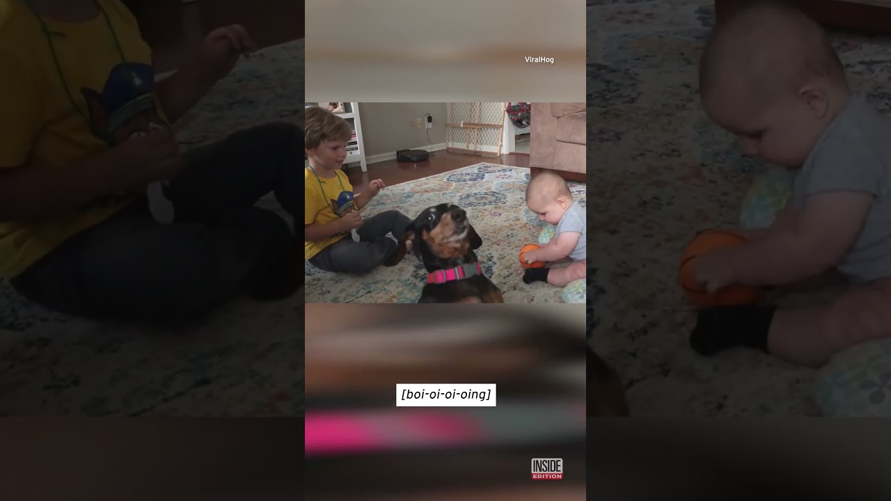 Dog Photobombs Precious Family Moment 