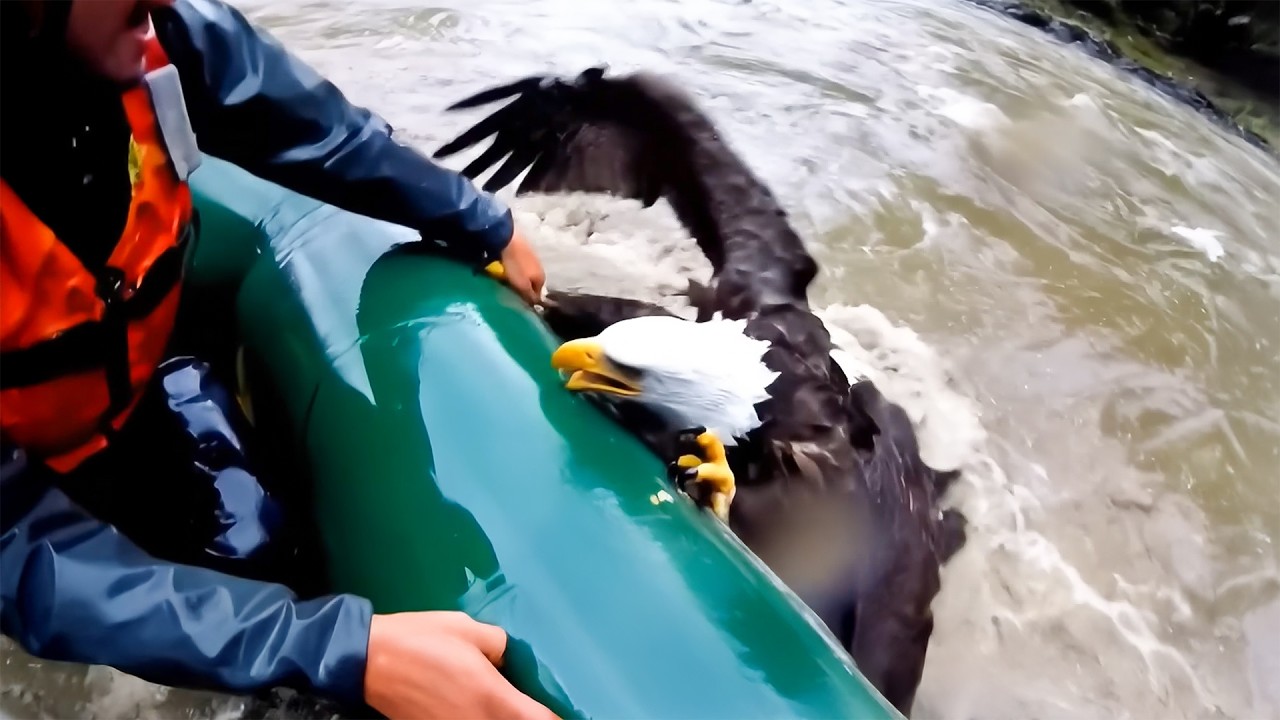 Мужчина пытается спасти тонущего орла, но то, что происходит дальше, душераздирающе