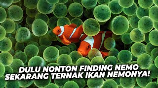 Jogja Reef : Mau pelihara Ikan Nemo di rumah? Gampang! Akuarium Laut tidak perlu sering ganti air screenshot 1