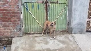 The poor dog was severe in juries from an accident, particularly a de.ep cu.t on his leg by Angels And Animals 660 views 3 weeks ago 4 minutes, 3 seconds