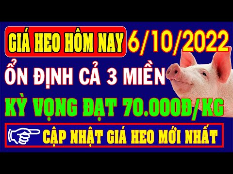 Video Giá heo hơi ngày 6/10/2022 - KỲ VỌNG ĐẠT 70.000Đ/KG - youtube