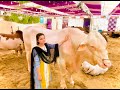 Al Bashir Cattle Farm 2021| Cow Mandi | Anum Jawed | Vlog 58