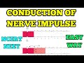 CONDUCTION OF NERVE IMPULSE I EASY WAY I NEET/ NCERT