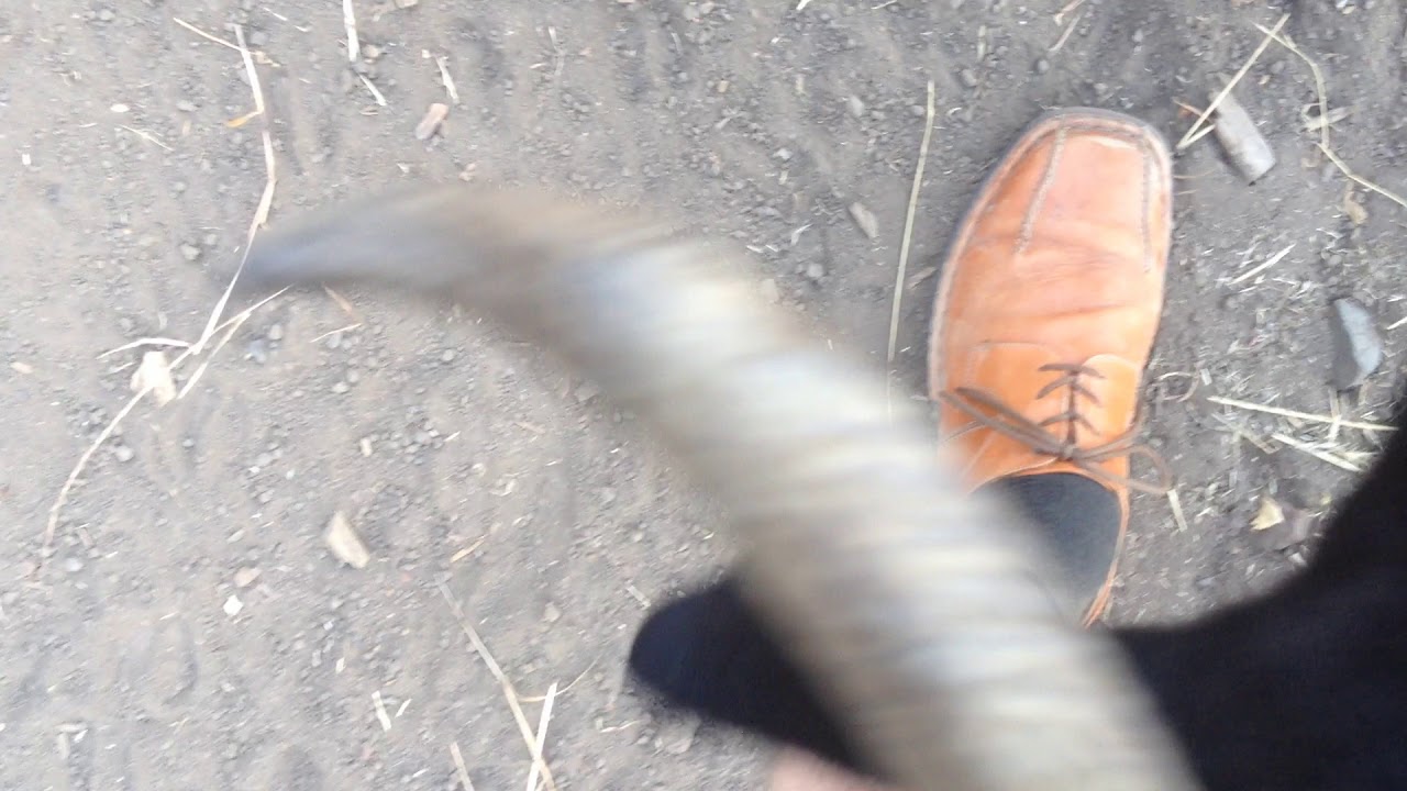 Goat rubs head on my leg 2017jul20 YouTube