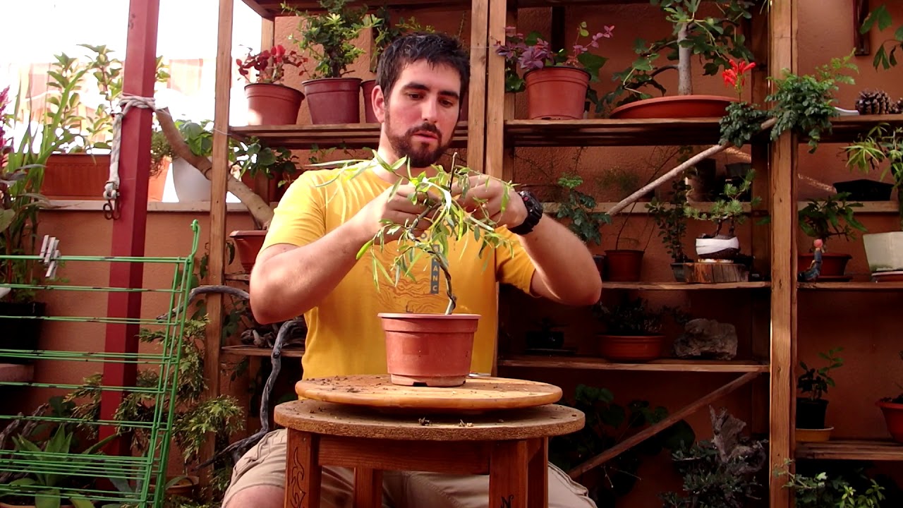 bonsai sauce llorón a partir de esqueje actualización YouTube