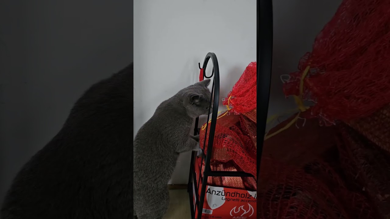 Cat relax video | Our hairytale