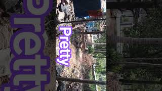 pretty pretty pretty