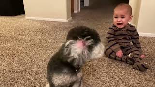 Adorable Baby &amp; Dog Friendships  Pure Joy and Cuddles  #pets #petsandbabies #dogs