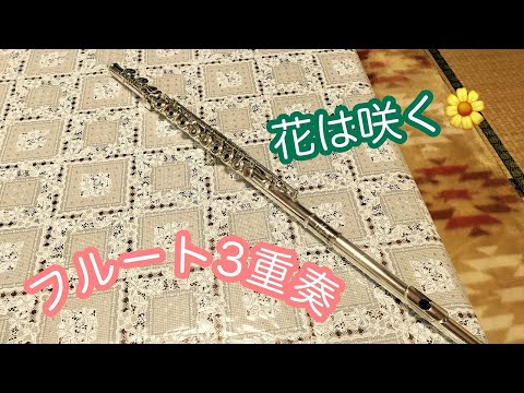 【フルート3重奏】フルート3重奏vlog花は咲く