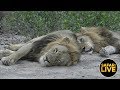 safariLIVE - Sunrise Safari - June 7, 2019